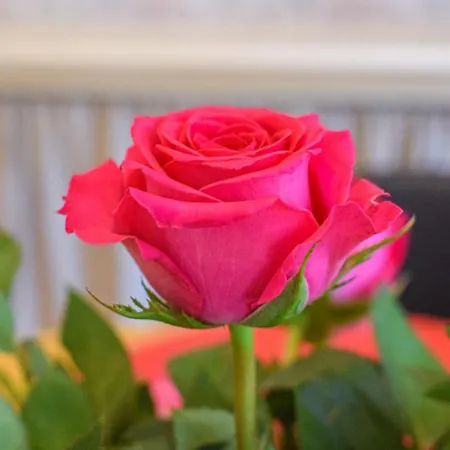 度假居 Beautiful In St Pierre Langers